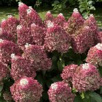 Hortenzia metlinatá (Hydrangea paniculata) ´LIVING RED VELVET®´ by LIVING CREATIONS® - výška 20-30 cm, kont. C1,5L